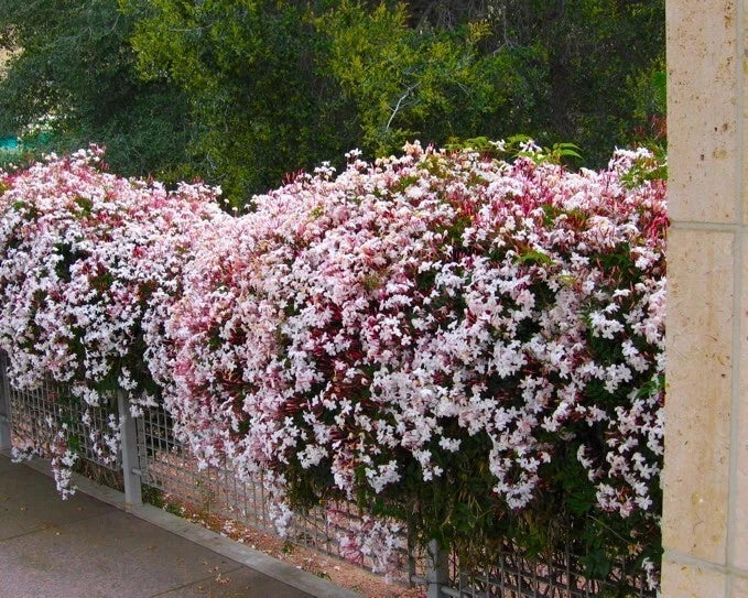 Patio/Home/Garden