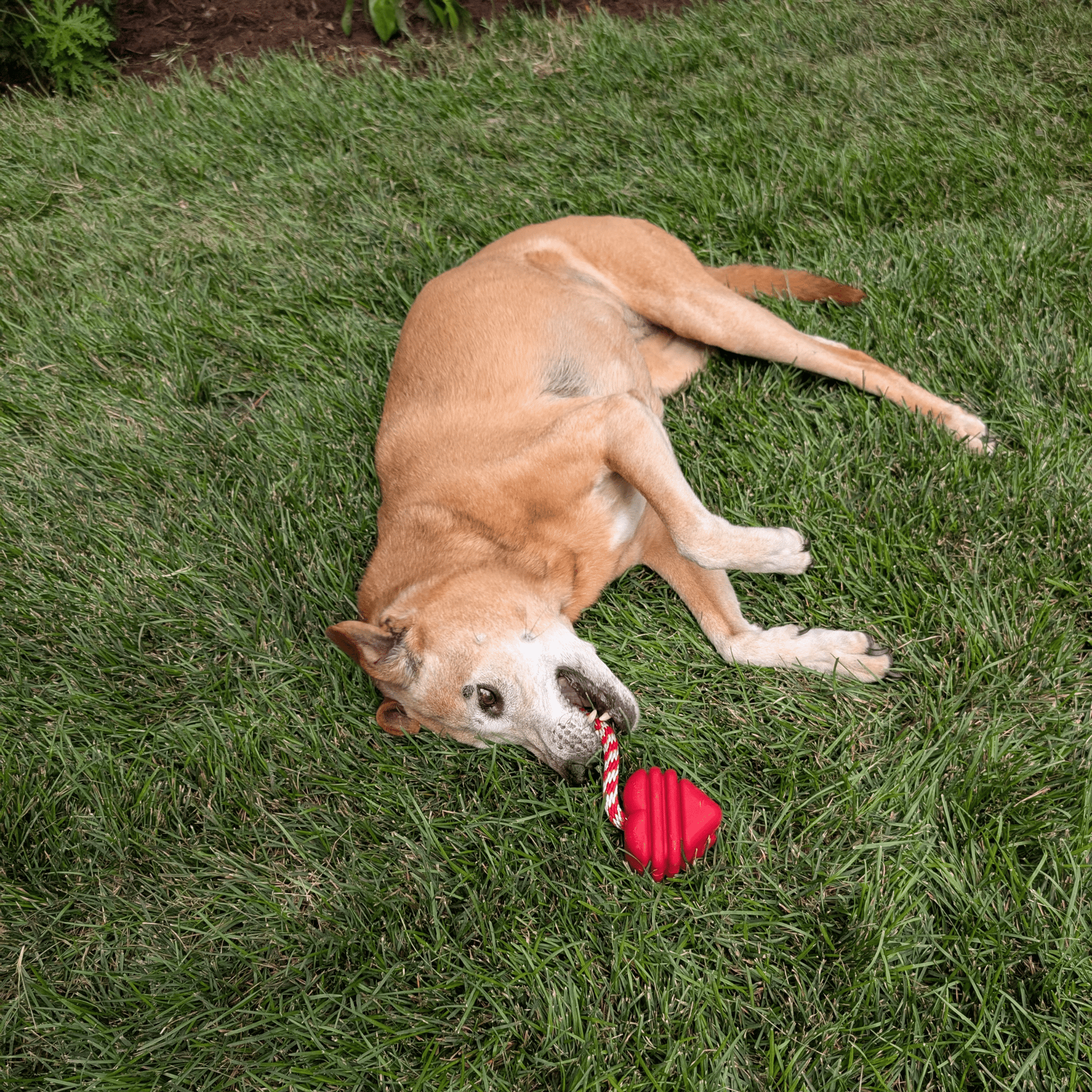 Chew Toys