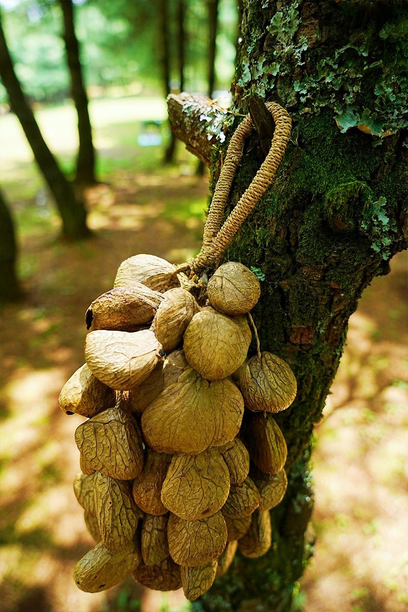 Seed Shaker | Handmade Panji White Fruit Seed Shell Hand Bell – Natural Rainforest Sound Decor